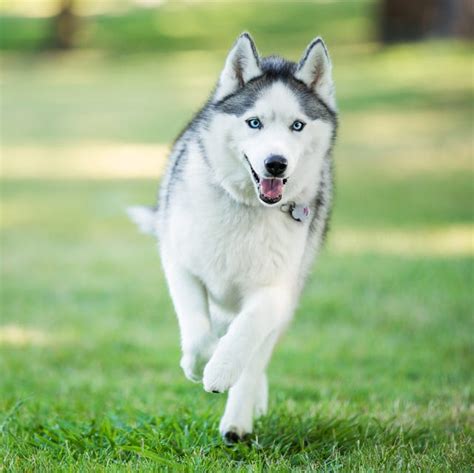 13 Wolf Dog Breeds: Siberian Husky, Northern Inuit Dog, and more