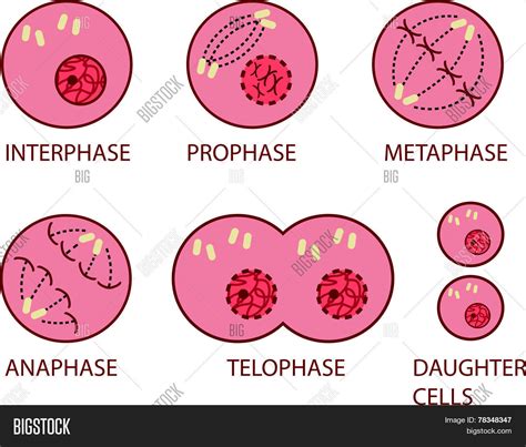 6 Stages Mitosis Vector & Photo | Bigstock