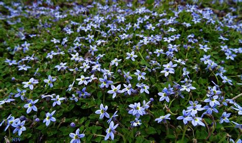 DESKTOP 86 - BLUE STAR CREEPER | Ground cover plants, Perennials, Shrubs