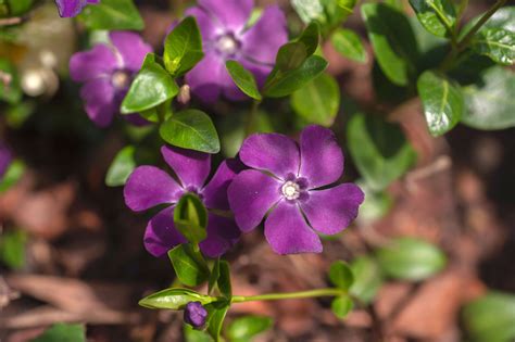 Common Periwinkle (Vinca Minor) Poison Control, 43% OFF