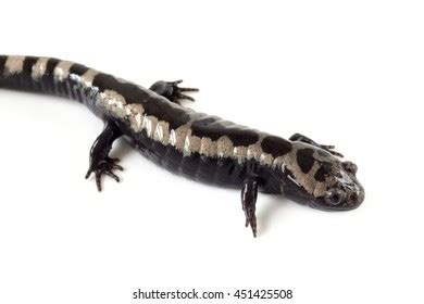 Ambystoma Opacum Stock Photo 451425508 | Shutterstock