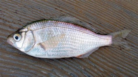 Surfperch Family Photographs, and Information – Embiotocidae | Mexico ...