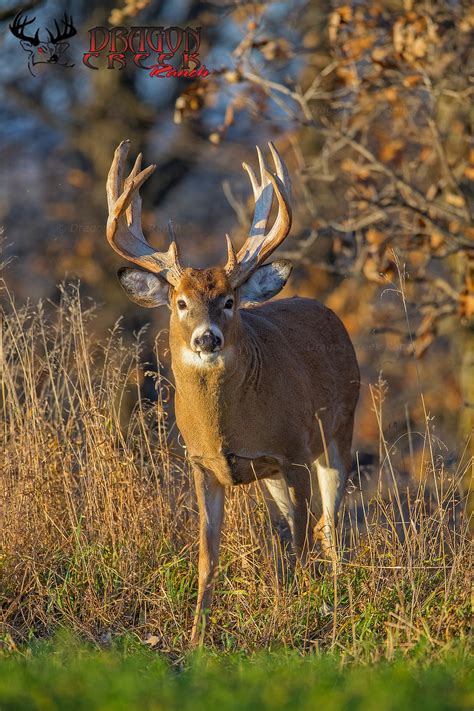 Biggest Whitetail Buck