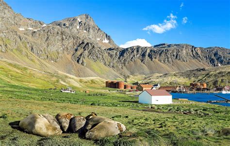 Forget city breaks: Give me life and death on South Georgia Island ...