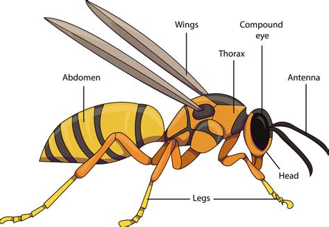 Parts Of An Insect