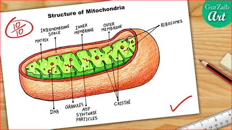 the structure of a mitochroma on a piece of paper next to a ruler