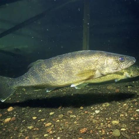 22 Lake Erie Fish Species (Updated) - Pond Informer