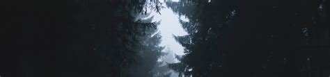 5120x1200 Resolution Misty Forest Photography 2021 5120x1200 Resolution Wallpaper - Wallpapers Den