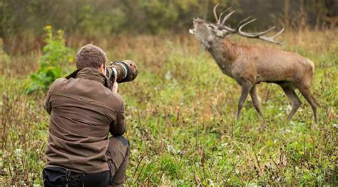 How to Choose the Best Wildlife Camera Lens? - Tech Inspection