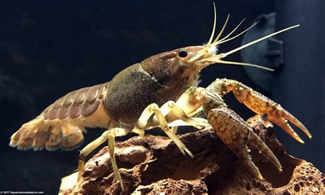 Aquarium Crayfish: Think About A Species Tank - Video