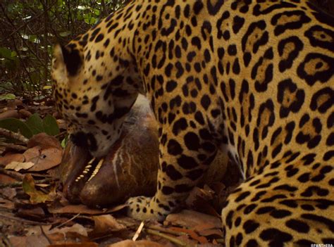 A Hungry Jaguar Eats a Dolphin! | Panthera