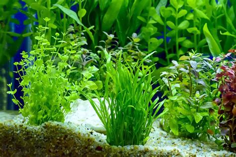 The Top 10 Best Plants for Betta Fish | Fishkeeping World