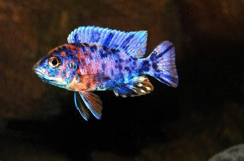 Difference Between Mbuna, Aulonocara and Haplochromis Malawi Cichlids - Tropical Fish Site