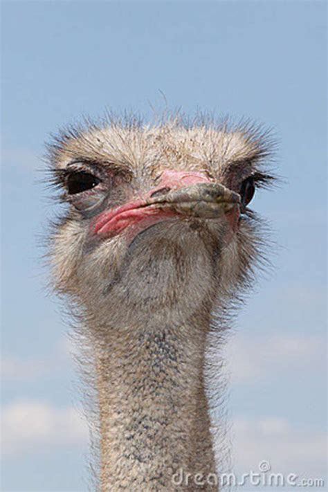 Ostrich suspicious | Funny birds, Ostriches, Funny animals