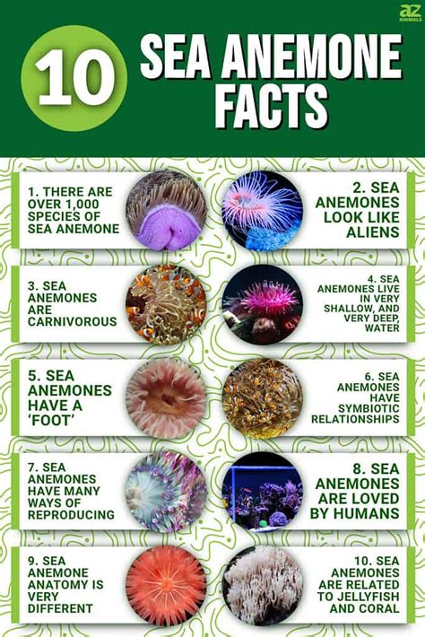 10 Fascinating Facts About Sea Anemones - A-Z Animals