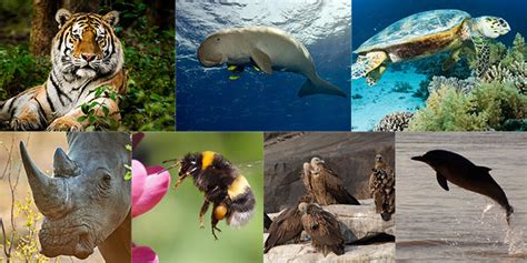 Environment Crisis: 7 Endangered Species On Verge Of Extinction Due To Human Activity And How It ...