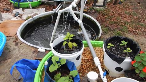 +115 Backyard Tilapia Aquaponics | Home Decor