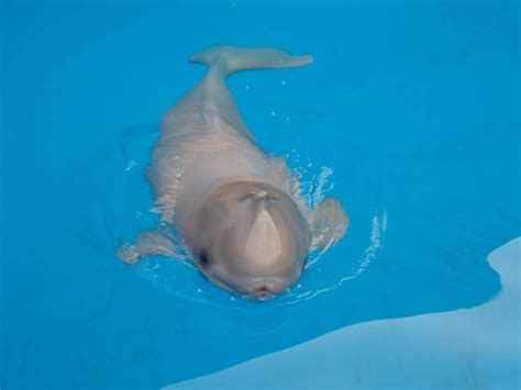 Beluga Whale Baby