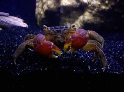 Photo #2 - My Red Clawed Crab - Green Terror, Flame Back, R...