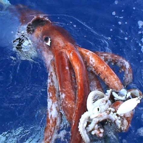 Giant Octopus Vs Giant Squid