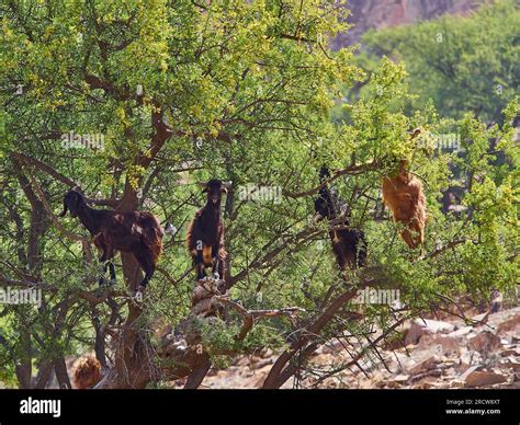 goats standing and climbing in a argan oil tree and feeding from the ...