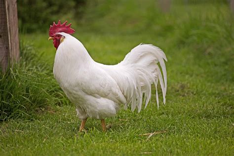 12 Chicken Breeds Best for Hot Climates - A-Z Animals