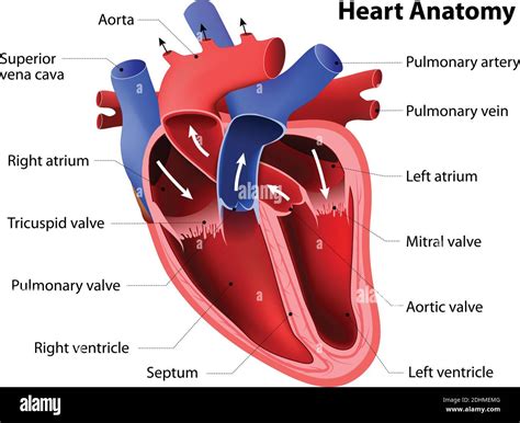 Anatomy Of The Heart Heart Anatomy Cardiac Anatomy | Images and Photos finder