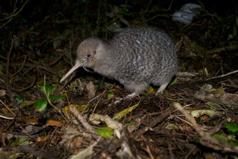 Kiwi Bird | The New Zealand National Bird - New Zealand Trails