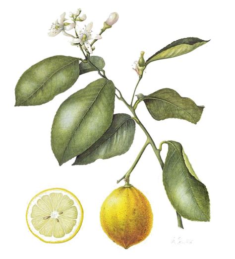 What Is Citrus Bergamot? Bergamot Supplement Benefits – Naomi Whittel