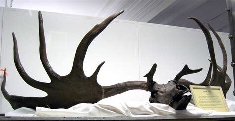 Megaloceros giganteus Irish elk skull (Pleistocene; peat b… | Flickr