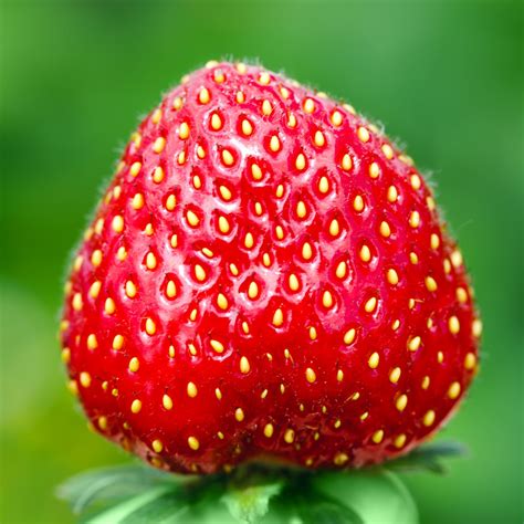 Strawberry Seeds Archives – Strawberry Plants