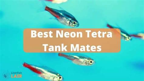 Check Out Our List of the Best Neon Tetra Tank Mates (Top 5 List)