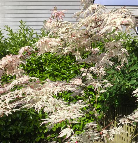 Acer palmatum ‘Ukigumo’ – “Floating Cloud Japanese Maple” Bonsai – Colorado Rocky Mountain ...