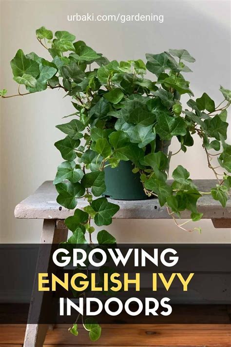 English Ivy Indoor, Ivy Plant Indoor, English Ivy Plant, Indoor Vines, Easy Indoor Plants ...