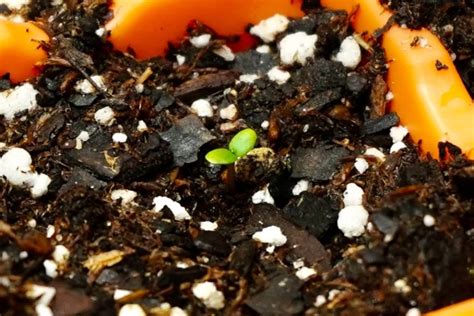 Germinating Strawberry Seeds (As Quick As 5 Days!)