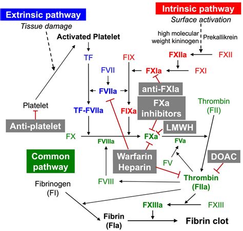 Mechanism Of Action Of Anticoagulants | sexiezpix Web Porn