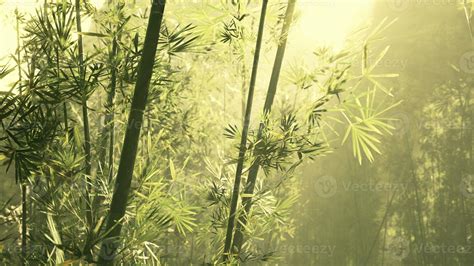 Bamboo forest in southern China 6680265 Stock Photo at Vecteezy