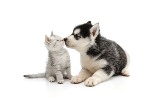 Dog Kiss Cat Royalty-Free Images, Stock Photos & Pictures | Shutterstock