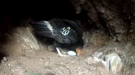 Condor nest found at Pinnacles National Park | BenitoLink