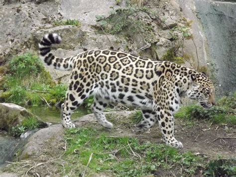 Jaguar at Chester Zoo 31/03/12 - ZooChat