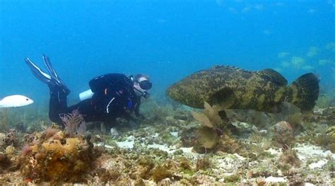 Is The Atlantic Goliath Grouper Endangered?