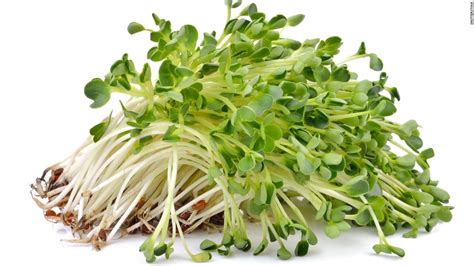 Salmonella outbreak in 9 states linked to alfalfa sprouts - CNN