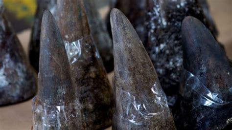 Synthetic Rhino Horns Could Reduce Poaching | Mental Floss