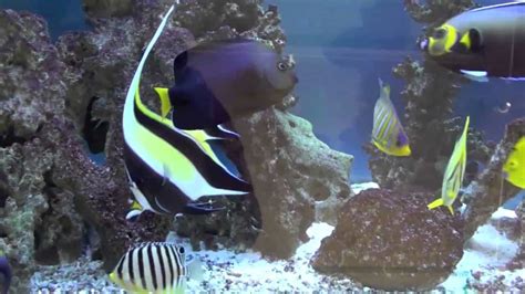 Saltwater Angelfish Care Guide | Fishkeeping Advice