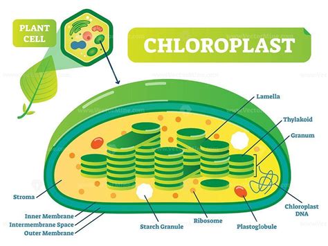 Plant Chloroplast chemical biology vector illustration cross section ...