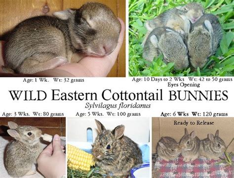 can you adopt a wild baby bunny - Ultra-Low Bloggers Photos