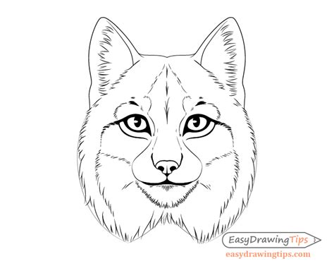 How to Draw a Lynx Face & Head Step by Step - EasyDrawingTips