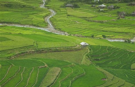 Rice field in Vietnam. stock image. Image of crop, leaves - 100631807