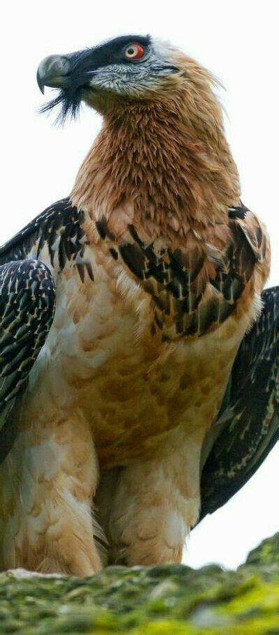 1000+ images about Birds of Prey in Southern Africa on Pinterest ...