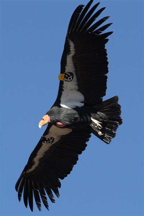 The Worlds Top 10 Birds With the Largest Wingspan